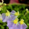 Kwiaty / flowers